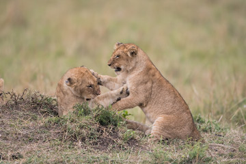 Fototapeta na wymiar THree lion cubs playing