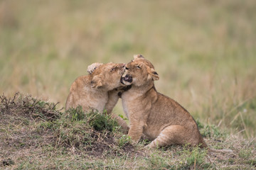 Plakat THree lion cubs playing