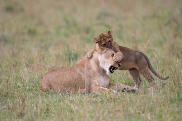 Lioness and cub playing