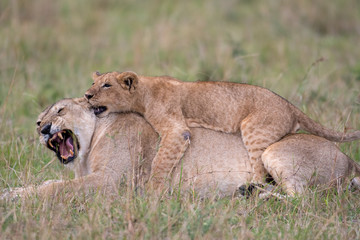 Naklejka na ściany i meble Lioness and cub playing