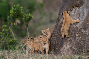 Lion cubs climbing a tree