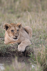 Lion cub sitting by a water hole