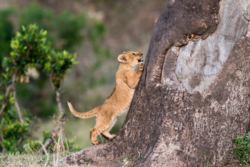 Lion cub climbing a tree