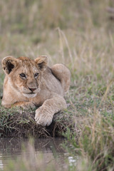 Lion cub sitting by a water hole