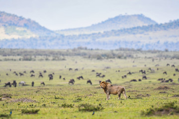 Naklejka na ściany i meble Male lion resting in a savannah in Masai Mara