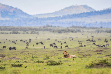 Male lion resting in a savannah in Masai Mara