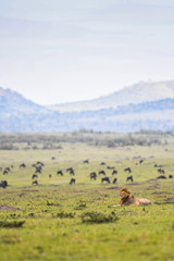 Male lion resting in a savannah in Masai Mara