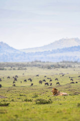 Fototapeta na wymiar Male lion resting in a savannah in Masai Mara