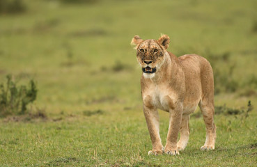 Female lion in Masai Mara