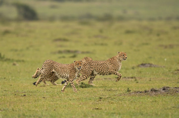 Cheetahs on the run in Masai Mara
