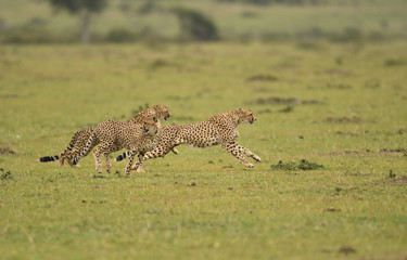 Cheetahs on the run in Masai Mara