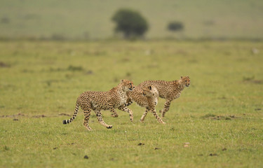 Cheetahs on the run in Masai Mara