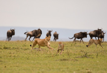 Fototapeta premium Female lion chasing cheetah