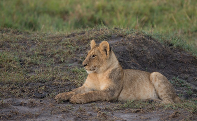 Naklejka na ściany i meble Lion cub sitting in Masai Mara Game Reserve, Kenya