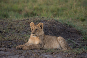 Fototapeta na wymiar Lion cub sitting in Masai Mara Game Reserve, Kenya