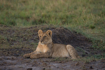 Lion cub sitting in Masai Mara Game Reserve, Kenya