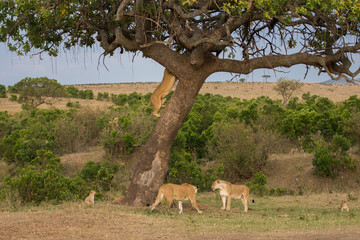 pride of lions in Masai Mara Game Reserve