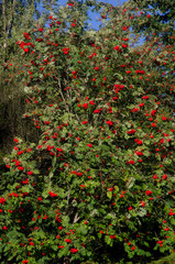 Rowan Sorbus aucuparia with fruits. Te Anau. Southland. South Island. New Zealand.