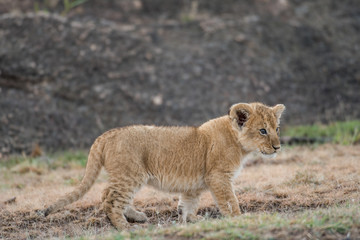 Fototapeta premium Lion cub in Masai Mara