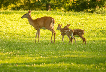 whtietail doe and fawns