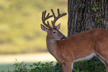 White-tailed deer buck with velvet antlers