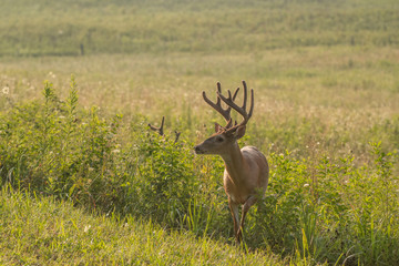 White-tailed deer buck with velvet antlers
