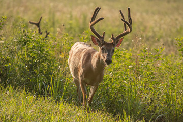 White-tailed deer buck with velvet antlers