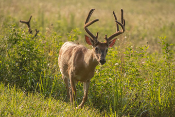 White-tailed deer buck with velvet antlers