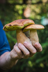 Man holding a beautiful edible mushroom in his hand. 