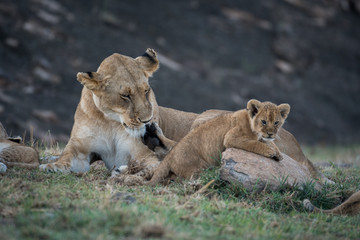 Fototapeta na wymiar Lioness licking its cub