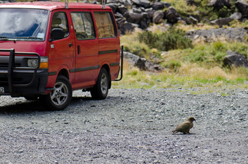 Kea (Nestor notabilis) next to a van. Fiordland National Park. Southland. South Island. New Zealand.