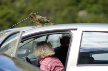 Kea (Nestor notabilis) walking on the roof of a car. Fiordland National Park. Southland. South...