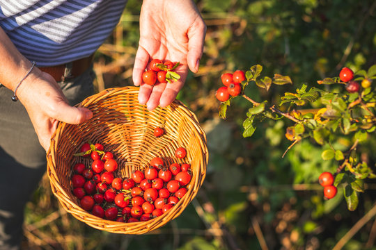 Woman picking berries of rose hip to wicker basket, seasonal harvest