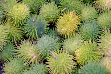 Exotic vegetables anguria.