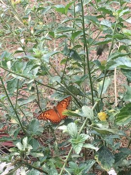 Um ponto laranja na obra
