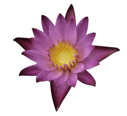 water lily or lotus flower isolate on white background,clipping path included