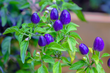 Many colorful decorative chilli papers in the pot.