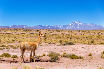 Animales en algún lugar del desierto de atacama en el norte de Chile