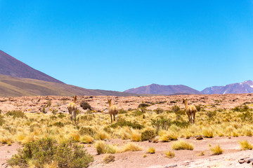 Animales en algún lugar del desierto de atacama en el norte de Chile