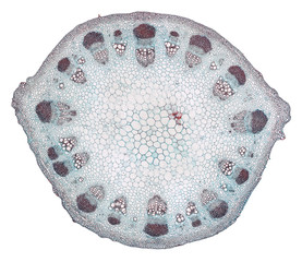 dicotyledon stem - cross section cut under the microscope – microscopic view of plant cells for botanic education