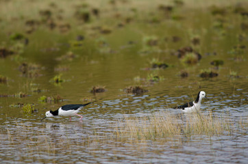 Pied stilts Himantopus leucocephalus. Hoopers Inlet. Otago Peninsula. Otago. South Island. New Zealand.