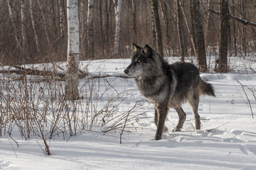 Black Phase Grey Wolf (Canis lupus) Kicks Up Snow Looking Left