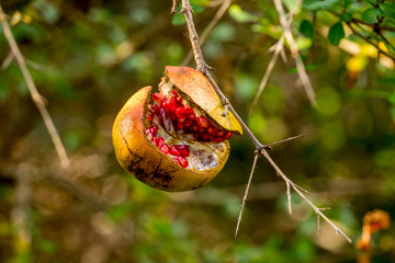 Wild pomegranate on the background of leaves