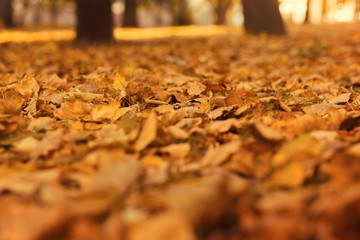 Yellow (orange) withered autumn leaves in the park
