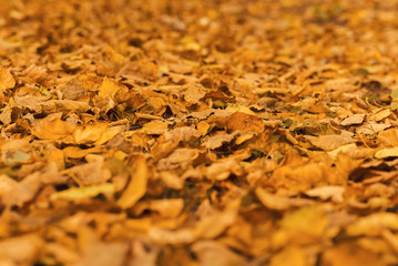 Yellow (orange) withered autumn leaves in the park