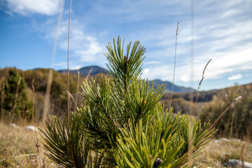 Alpine fir tree in the mountains.
