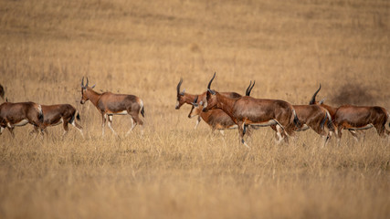 Blesbok (Damaliscus pygargus phillipsi) antelope herd