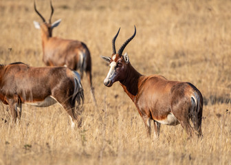 Naklejka na ściany i meble Blesbok (Damaliscus pygargus phillipsi) antelope