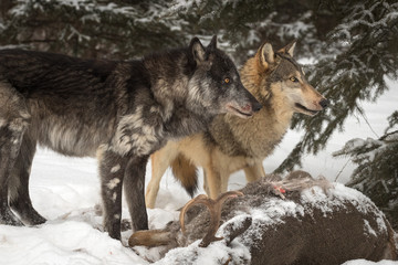 Black Phase and Grey Wolf (Canis lupus) Look Up Right Over Deer Carcass