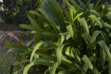 Plantas verdes ornamentais de casa